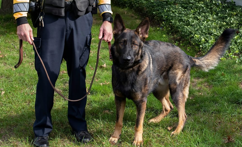 Renforcement des compétences des agents cynophile en sécurité privée "CYNODEX" : Une actualisation réglementaire précise image de l'article