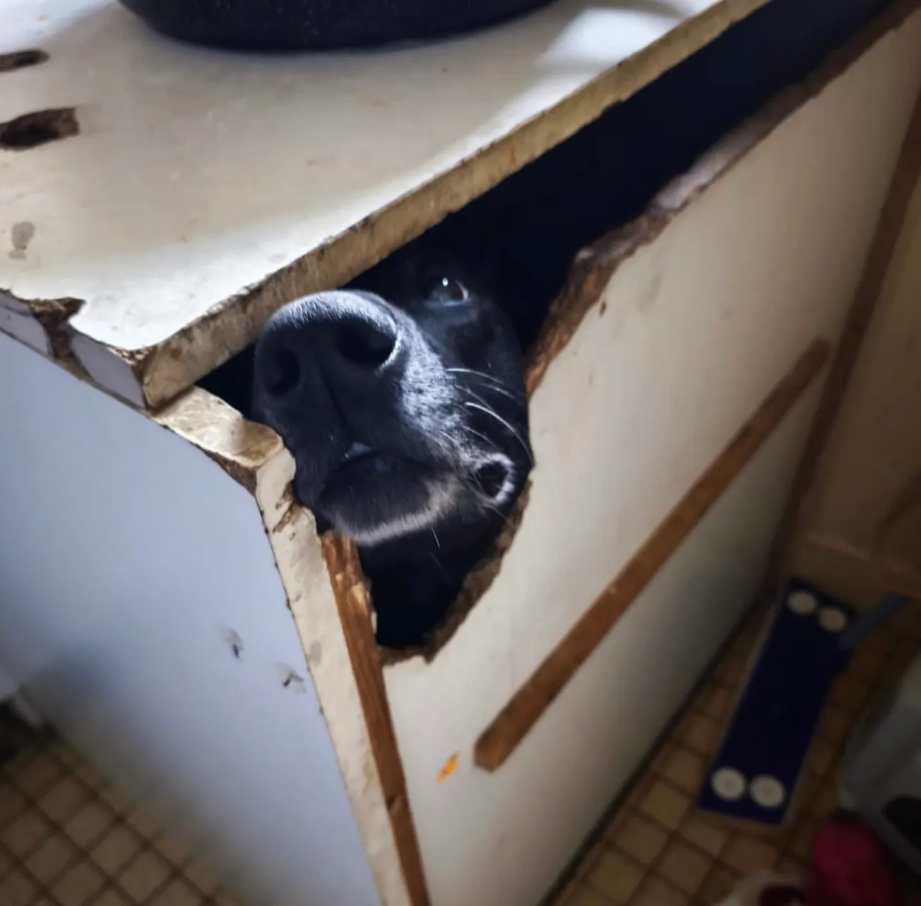 Agent de sécurité cynophile : Locki, 8 ans, enfermé dans un placard entre deux missions